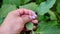 Natural small eggplant, eggplant cultivation in the garden