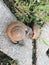 Natural snail crawls