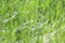 Natural soft grass background blurred Bokeh of dew, healthy green bio fresh tree, breeziness background, dew background, backgroun