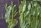 Natural sorrel herbs for cooking various healthy vegetarian dishes