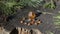 A natural sparkling Baltic piece of amber and vintage handmade amber earrings lie on a cracked stump in the sun