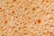 Natural sponge texture detailed macro abstract background