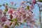 Natural Spring Cherry Blossoms, pink flowers over Blue Sky. Summer Garden. Botanical Garden. Chisinau, Republic of Moldova.