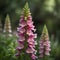 Natural Spring Foxglove Flowers With Dreamy Green Foliage Background