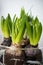 Natural spring green hyacinth