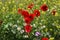 Natural spring poppies and daisy in the meadow