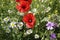 Natural spring poppies and daisy in the meadow