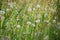 Natural spring wild meadow with dandelions