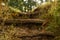Natural staircase made from living tree roots