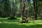 Natural stand of Bialowieza Forest with standing water and Common Duckweed