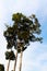 Natural standing Dipterocarpus tree