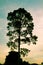 Natural standing Dipterocarpus tree