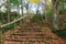 Natural steps and a railing with fall leaves all around