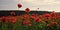 Natural Still Life. Poppy flower field, harvesting.