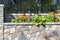 Natural stone fence on city street in bright sunlight. Red flowers and plants adorn the wall