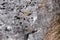 Natural stone  plateau of subalpine meadows in summer flowering plants.