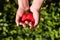 Natural strawberries in the hands of a child