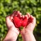 Natural strawberries in the hands of a child