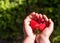 Natural strawberries in the hands of a child