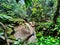 Natural stream in tropical rainforest