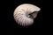 Natural striped nautilus shell on black background