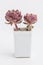 Natural Succulent houseplant Echeveria kisses in pot on white background. Flower bouquet arrangement, blossom home decor design