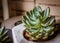 Natural succulent plant photograph