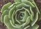 Natural succulent plant photograph