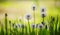 Natural Summer background with white fluffy dandelions, blurred