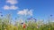 Natural summer background of wildflowers moving in gentle breeze