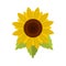 Natural sunflower icon, flat style