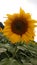 Natural sunflower picture its looks super