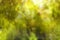 Natural sunny abstract blur green leaves color for background