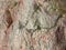 Natural surface of a boulder of Migmatite, close-up shot