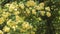 Natural sweet small yellow roses branch trees background