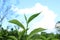 A natural tea leaf with blue light sky