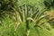 Natural texture of Agave americana or American aloe. Agave americana, sentry plant, maguey, or American aloe, is a species of