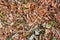 Natural texture of an autumn carpet of leaves.