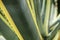 Natural texture or background of cactus leaves of agave