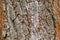 Natural texture background, tree bark from old growth birch.