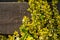 Natural texture of blooming creeper on a tree. Closeup ivy as a place for text. Postcard background from plants on a wooden and co