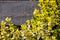 Natural texture of blooming creeper on a tree. Closeup ivy as a place for text. Postcard background from plants on a wooden and co