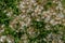 Natural texture of dry Lactuca tatarica dandelions on a background of green stems