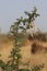 Natural Texture in indian acacia tree Thorn tree branch