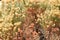 Natural texture, nature, rabbitbrush, California