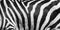 Natural texture of the zebra skin. Natural black and white striped background