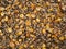 Natural textured background of a grain mixture of wheat and corn maize. The real appearance of a mixture of different seeds,