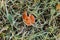 natural textured background with single falled red orange apple ugly leaf in green grass with white cold frost crystals on a frost