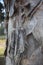 Natural textures. Paperbark tree (Melaleuca quinquenervia) trunk bark closeup.