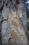 Natural textures. Paperbark tree (Melaleuca quinquenervia) trunk bark closeup.